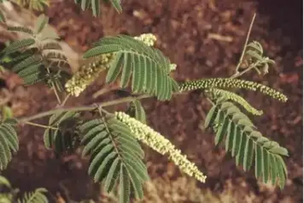 Acacia catechu