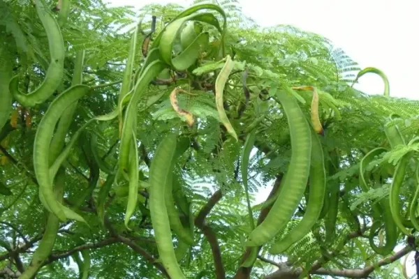 Acacia concina