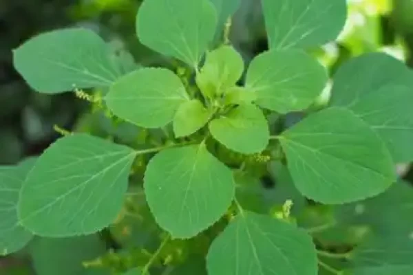 Acalypha indica