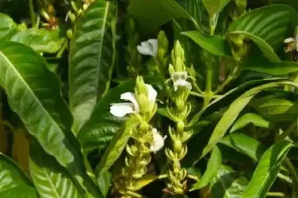 Adhatoda vasica