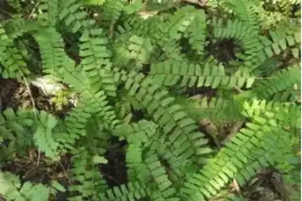 Adiantum lunulatum