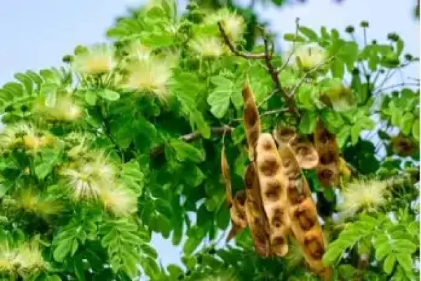 Albizia lebbeck