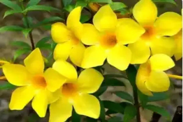 Allamanda cathartica