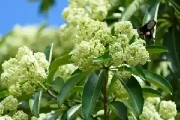 Alstonia scholaris