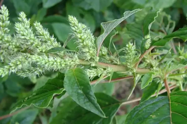 Amaranthus spinosus