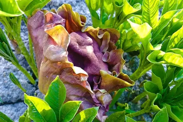 Amorphophallus campanulatus