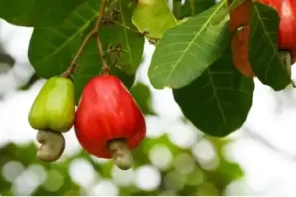 Anacardium occidentale