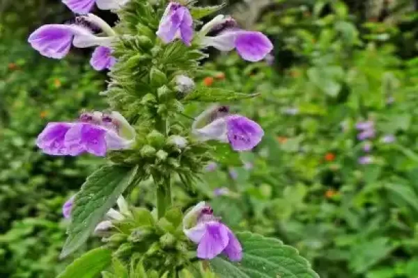 Anisomeles malabarica