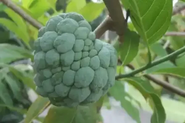 Annona squamosa