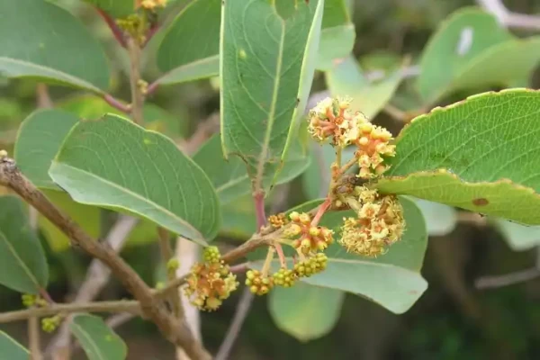 Anogeissus latifolia