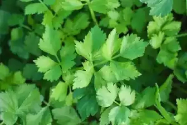 Apium graveolens