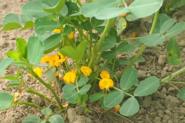 Arachis hypogea