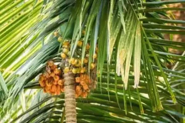 Areca catechu