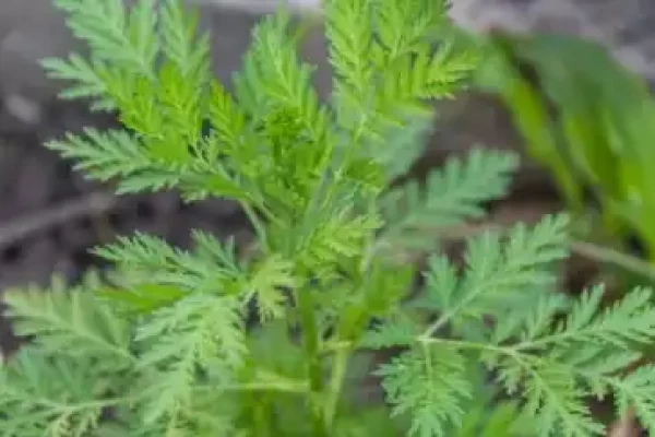 Artemisia annua
