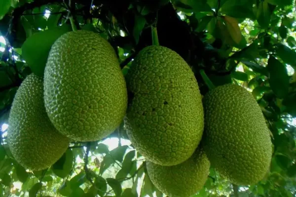 Artocarpus integrifolius