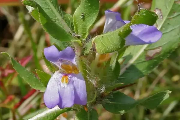 Asteracantha longifolia