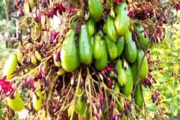 Averrhoa bilimbi