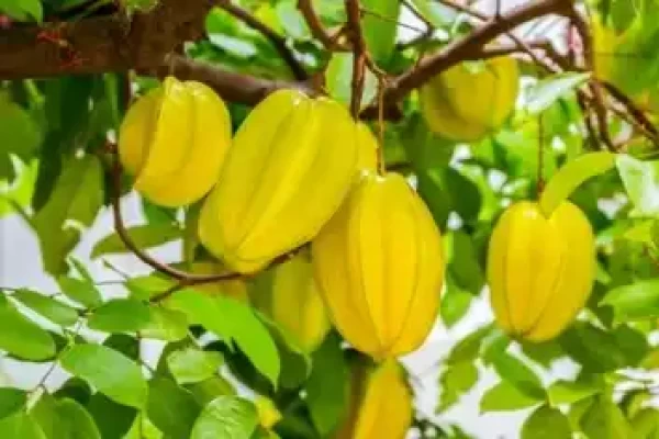 Averrhoa carambola