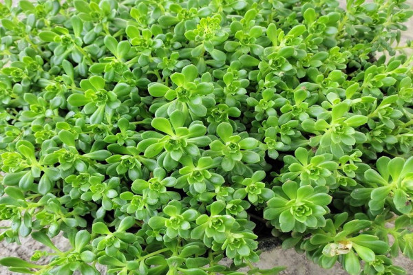 Bacopa monniera