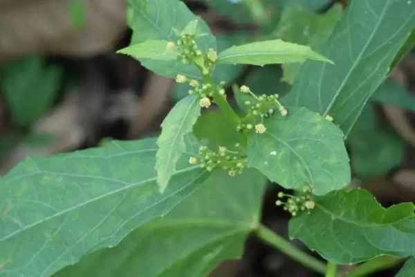 Baliospermum montanum