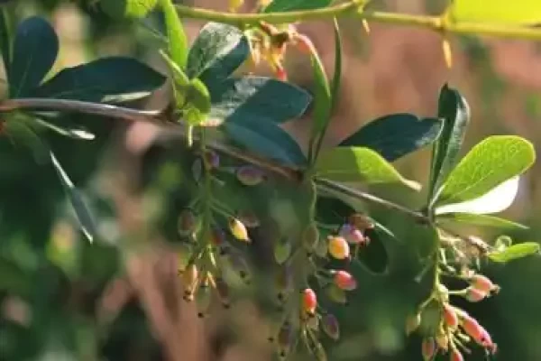 Berberis aristata