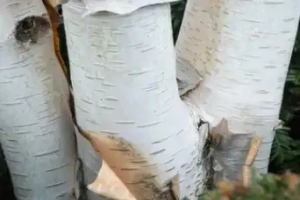 Betula utilis
