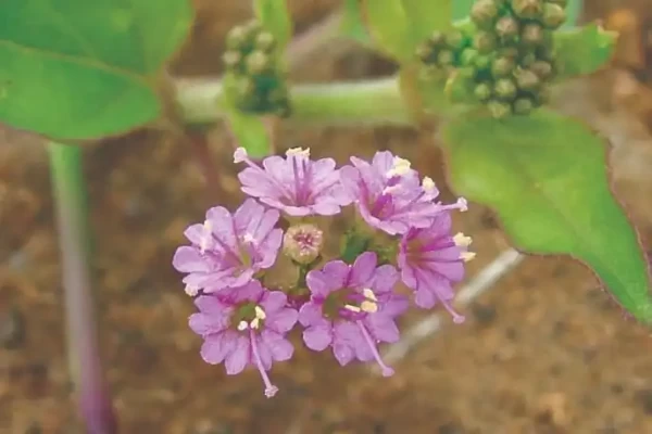 Boerhavia diffusa