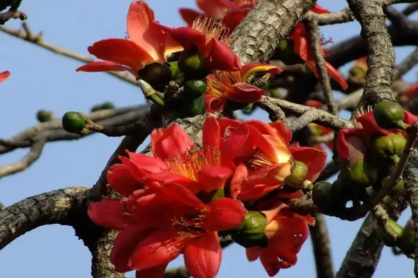 Bombax malabaricum