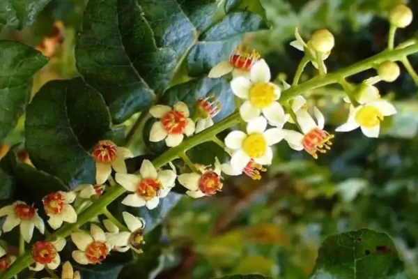 Boswellia serrata