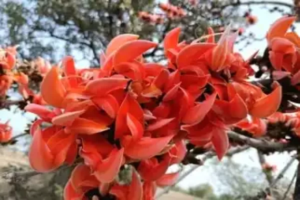 Butea frondosa