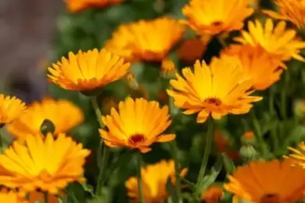 Calendula officinalis