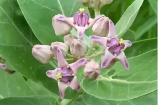 Calotropis gigantea