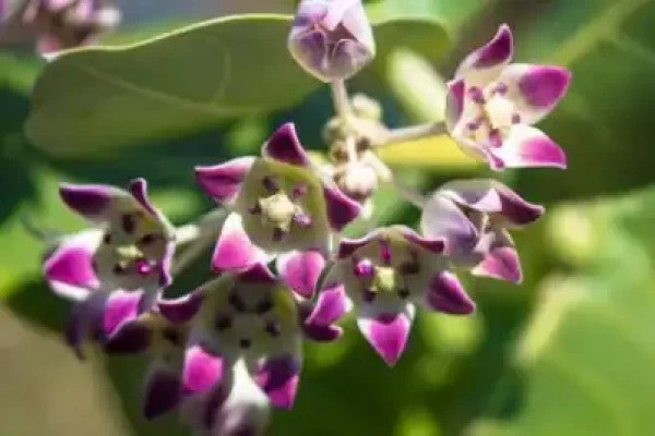 Calotropis procera