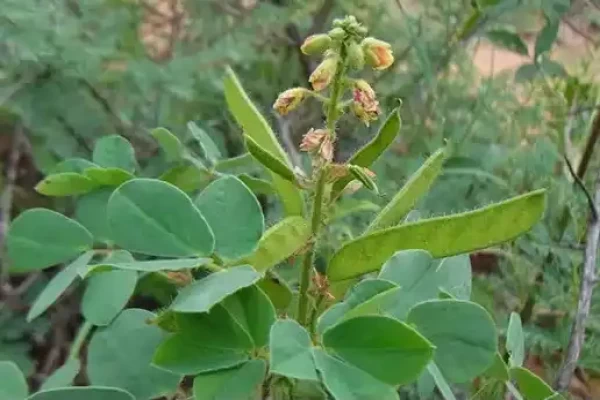Cassia absus