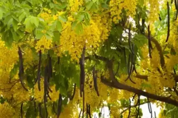 Cassia fistula