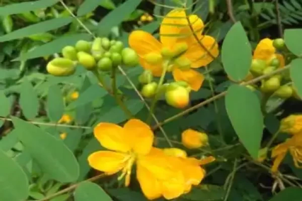 Cassia occidentalis
