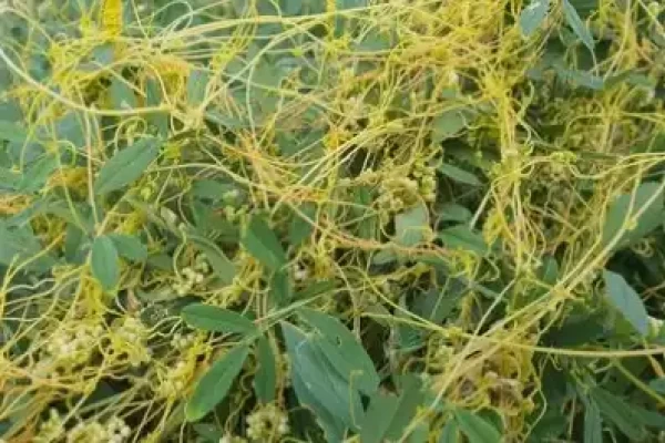 Cassytha filiformis