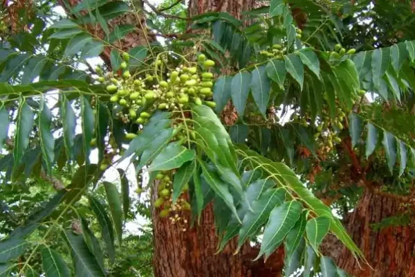 Cedrela toona