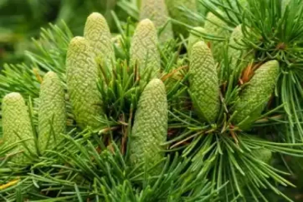 Cedrus deodara