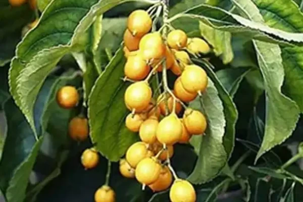 Celastrus paniculata