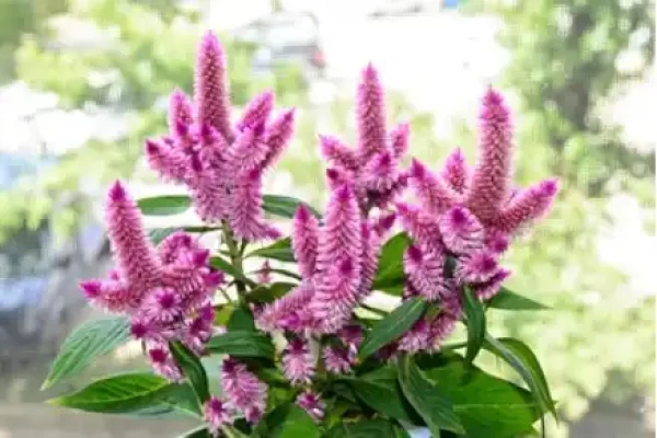 Celosia argentea