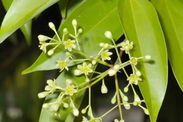 Cinamomum tamala