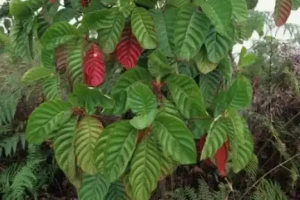 Cinchona officinalis