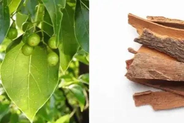 Cinnamomum camphora