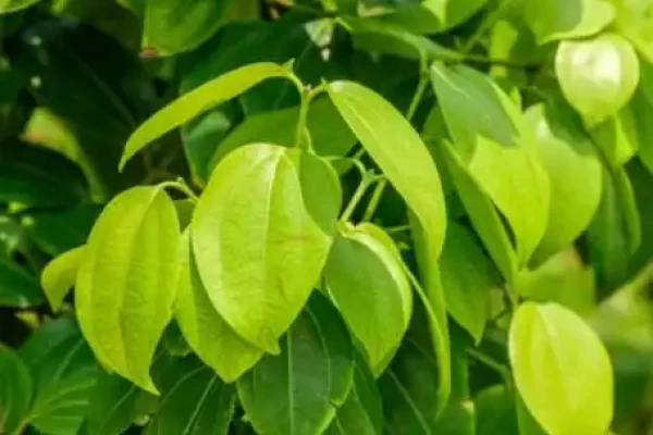 Cinnamomum tamala