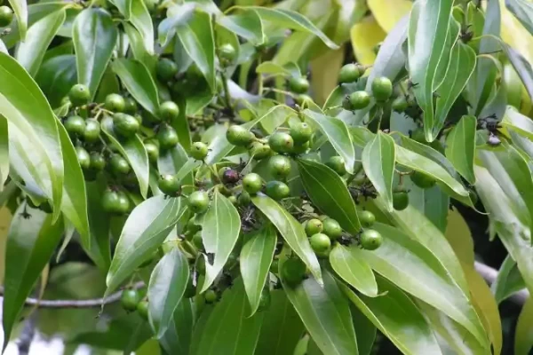 Cinnamomum verum