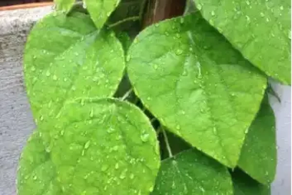 Cissampelos pareira