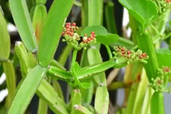 Cissus quadrangularis