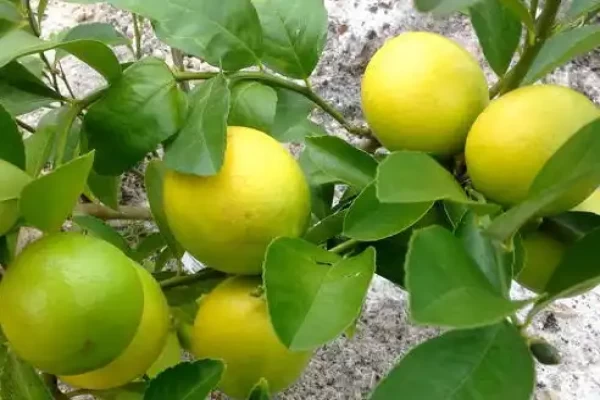 Citrus medica acida