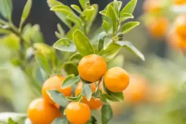 Citrus reticulata